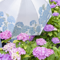 【晴雨兼用 折りたたみ傘】絵おり 紫陽花（あじさい）ライトブルー 8枚目の画像