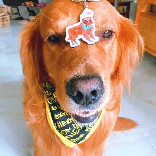 愛犬・愛猫ペット写真ストラップ・キーホルダー 犬 猫 うさぎ 鳥