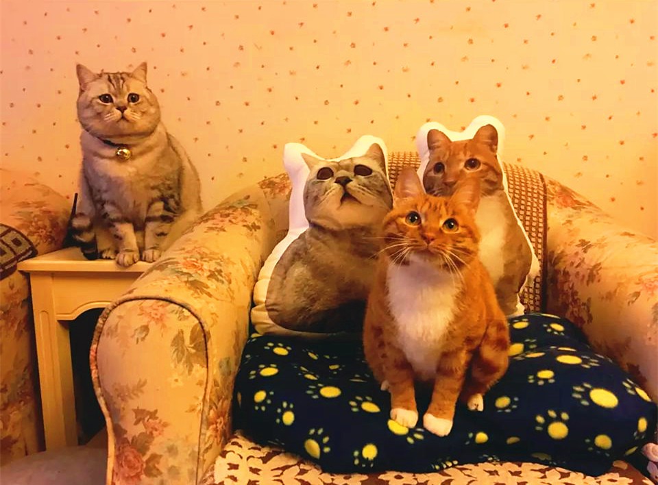 世界に一つだけの名入れクッション45cm　姿のまま　愛犬・愛猫・ペット　うさぎ　鳥　ハムスタ-　インテリア