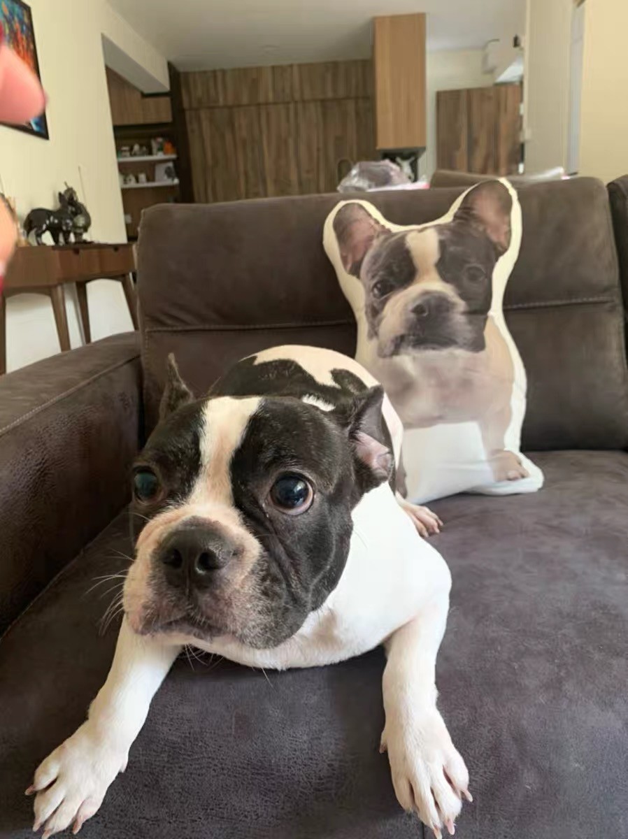 50cm名入れクッション　愛犬・愛猫・ペットの姿のまま　犬　猫　うさぎ　鳥　ハムスタ-　チンチラ　メモリアル　インテリア