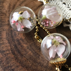 小さな豆桜の小さなガラスドーム 2枚目の画像