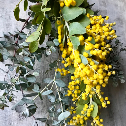 2026年！春先取り ふわふわミモザとユーカリのミニスワッグ スワッグ