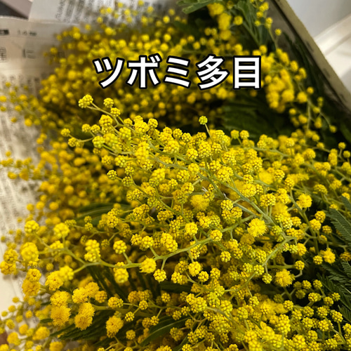 2026年！春先取り ふわふわミモザとユーカリのミニスワッグ スワッグ