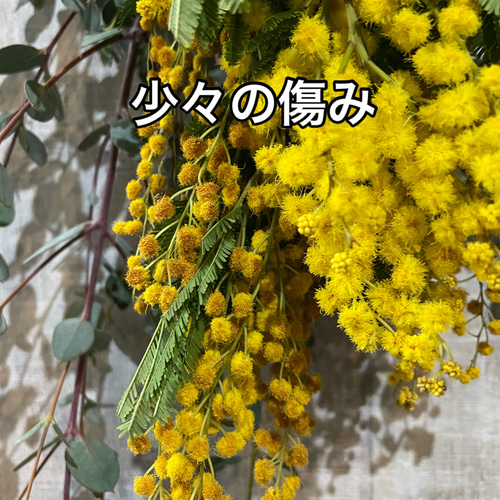 2026年！春先取り ふわふわミモザとユーカリのミニスワッグ スワッグ