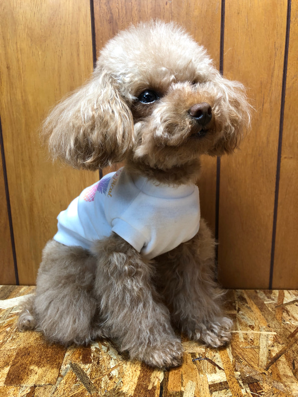 犬服 パイナップルプリント Tシャツタンク ドッグウェア  6XS〜S 1枚目の画像