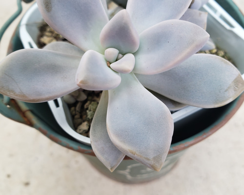 多肉植物❤淡雪❤抜き苗 その他インテリア雑貨 ✰Pan✰ 通販 10037465