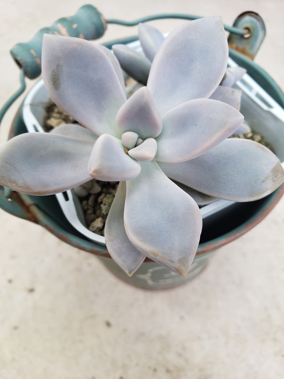 多肉植物。 淡雪。すべて抜き苗 多肉植物❤淡雪❤抜き苗 その他インテリア雑貨 ✰Pan✰ 通販 10037465
