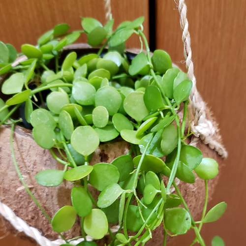 観葉植物❤ディスキディア ❤ハートジュエリー❤抜き苗 その他 