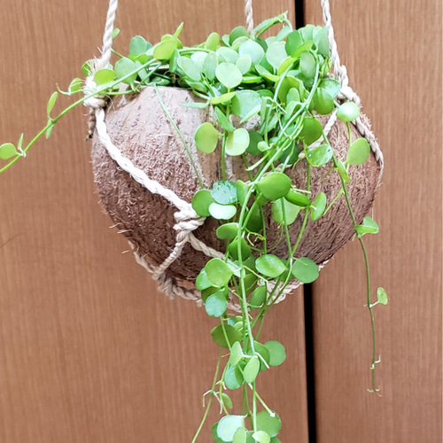観葉植物❤ディスキディア ❤ハートジュエリー❤抜き苗 その他 