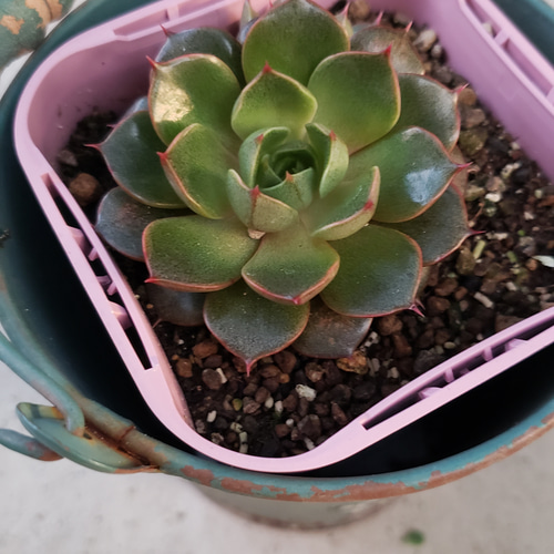 多肉植物　大和美尼　抜き苗　エケベリア 多肉植物 大和美尼 抜き苗 エケベリア エケベリア 大和美尼 Echeveria