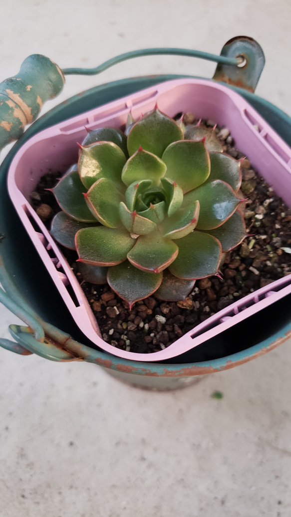 多肉植物 大和美尼 抜き苗 エケベリア 【公式通販】