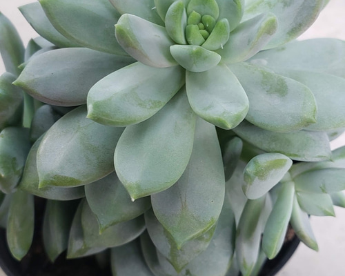 多肉植物❤ライラックミスト❤抜き苗 その他インテリア雑貨 ✰Pan