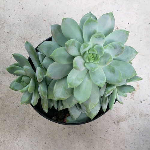 多肉植物❤ライラックミスト❤抜き苗 その他インテリア雑貨 ✰Pan