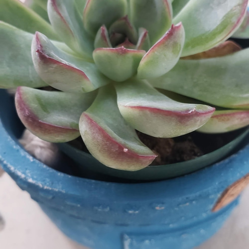 多肉植物❤プレリンゼ❤春うらら×リンゼアナ❤抜き苗 その他