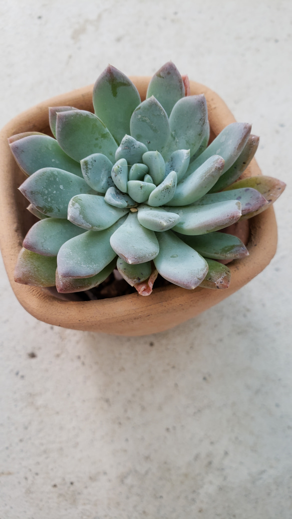 No.362 ❁ブルーアップル❁抜き苗 多肉植物 寄せ植え No.362 ❁ブルーアップル❁抜き苗 多肉植物 寄せ植え No.362 ❁ブルー