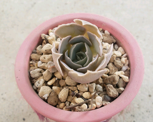 センペルビウム ☆ジャイアント ブラウン☆根付き♪希少 【公式通販】