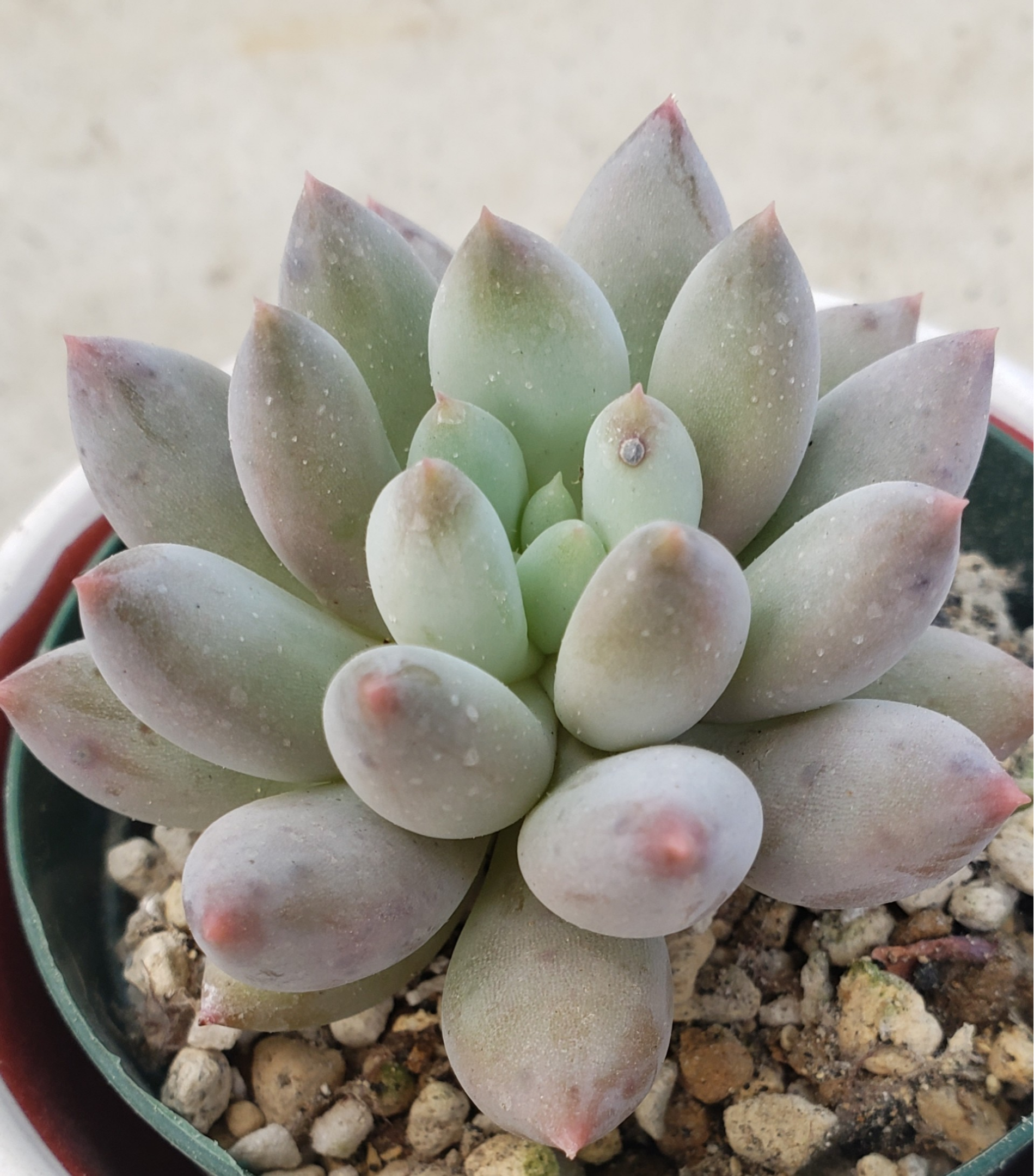 コロラータ 爪、爪かわいー♡♡ 多肉植物