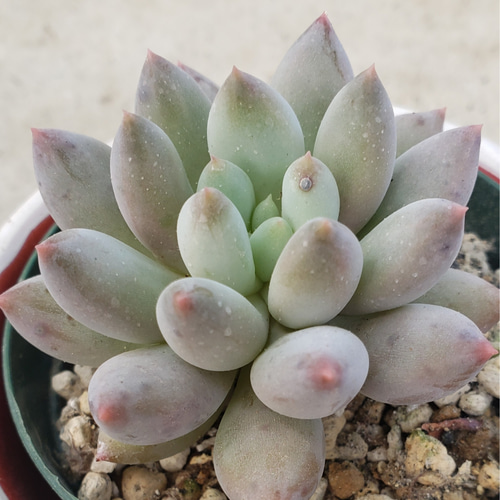 コロラータ ① 抜き苗 多肉植物 エケベリア コロラータ Echeveria