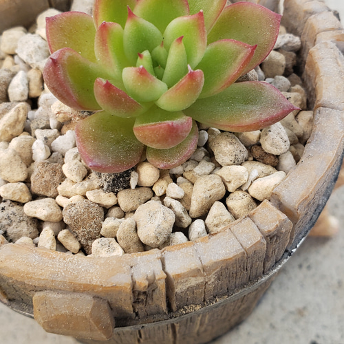 多肉植物❤レア❤バブルローズ❤抜き苗 その他インテリア雑貨 ✰Pan