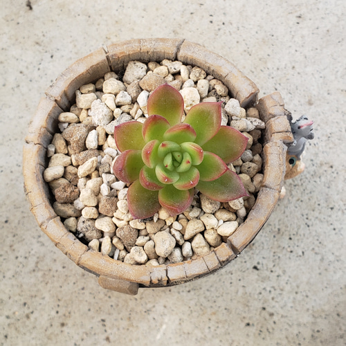 多肉植物❤レア❤バブルローズ❤抜き苗 その他インテリア雑貨 ✰Pan