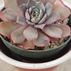 多肉植物❤レア❤ハッピー❤抜き苗 1_c2fb74f7cc16e586e946c0c605ab