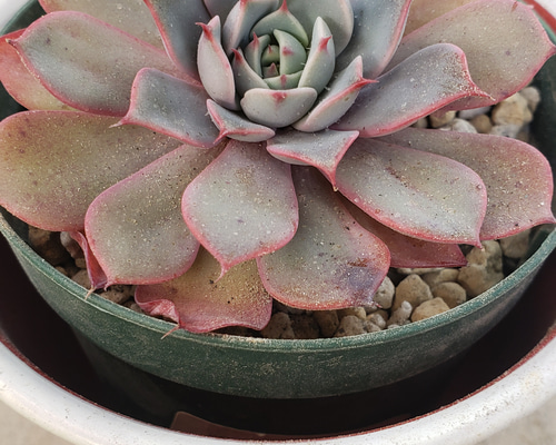 多肉植物❤レア❤ハッピー❤抜き苗 1_c2fb74f7cc16e586e946c0c605ab