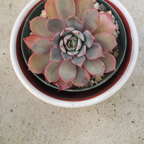 多肉植物❤レア❤ラベンダーサム❤抜き苗 その他インテリア雑貨 ✰Pan