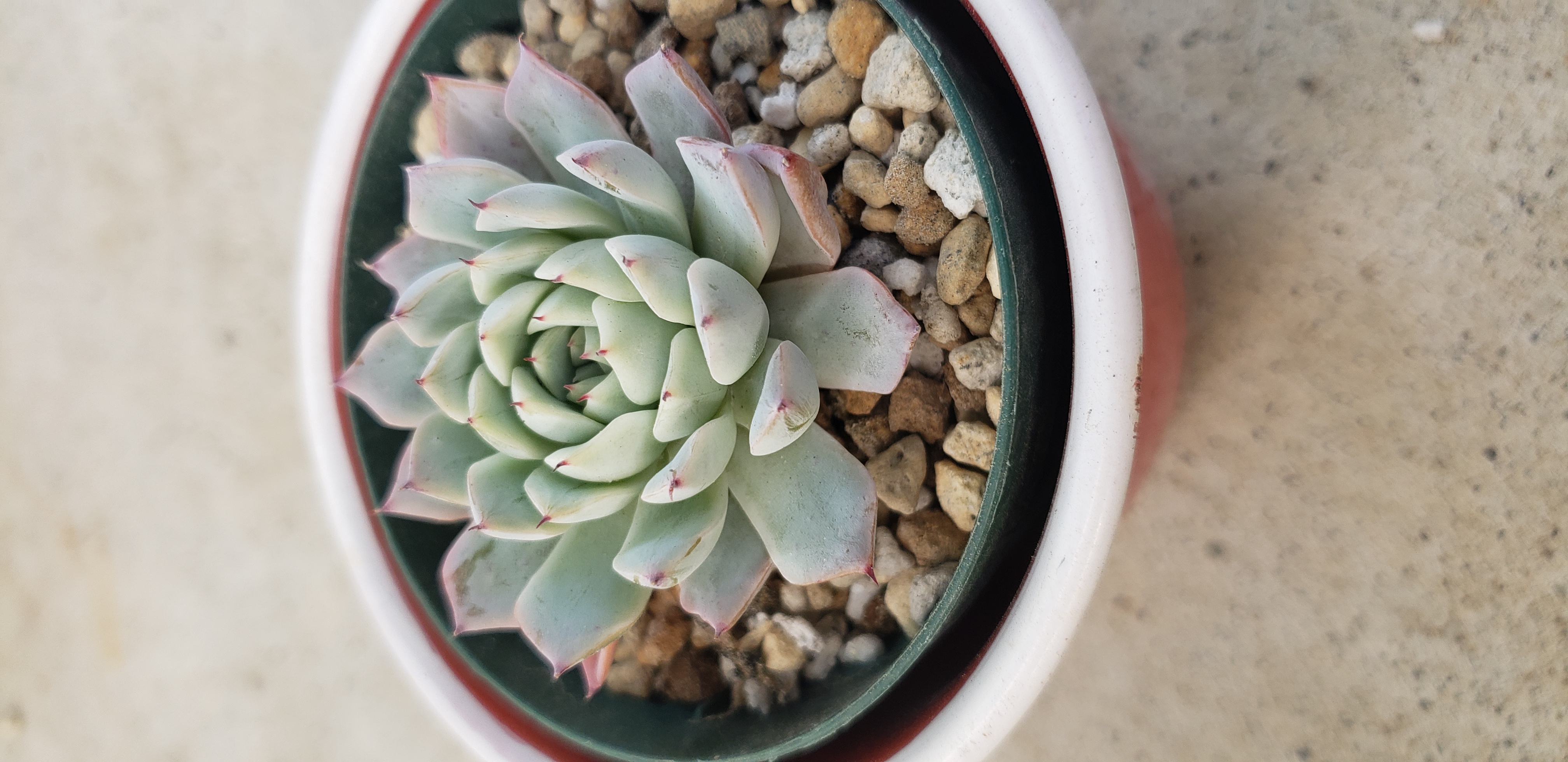 多肉植物❤レア❤ホワイトザラゴーサ❤抜き苗 その他インテリア雑貨