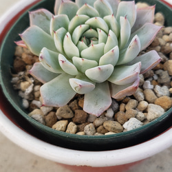 多肉植物❤レア❤ホワイトザラゴーサ❤抜き苗 1枚目の画像