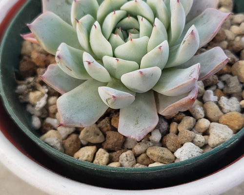 多肉植物❤レア❤ホワイトザラゴーサ❤抜き苗 その他インテリア雑貨