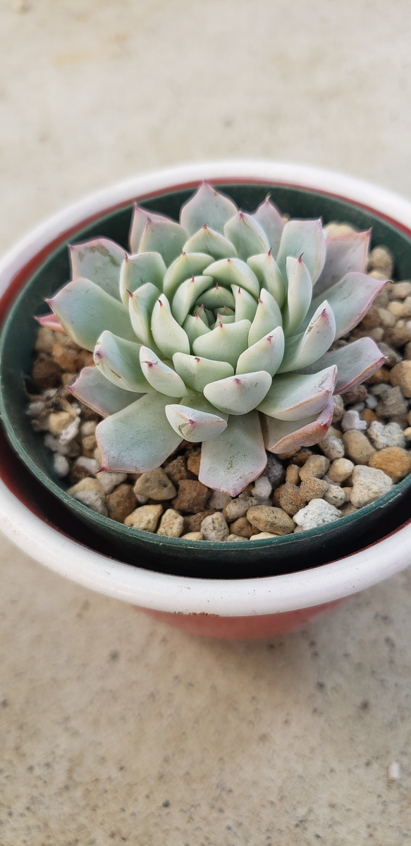 多肉植物❤レア❤ホワイトザラゴーサ❤抜き苗 1枚目の画像