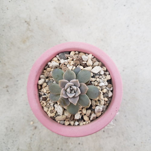 多肉植物❤弥生桜❤抜き苗 その他インテリア雑貨 ✰Pan✰ 通販