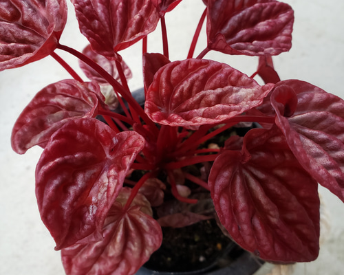 観葉植物❤新品種❤ペペロミア❤キト❤抜き苗 その他インテリア雑貨 
