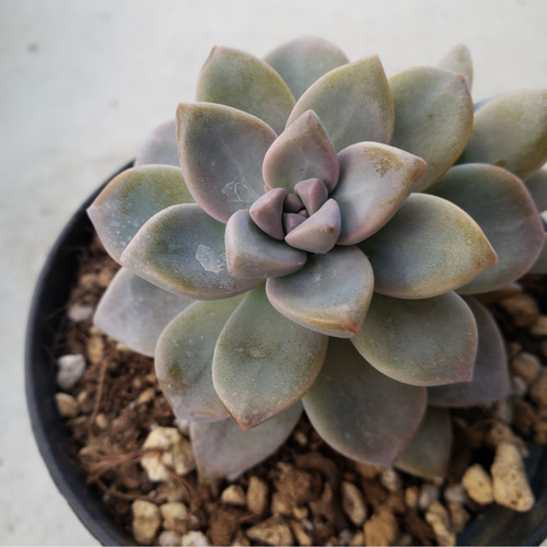 多肉植物❤パラグライエンセラベンダーフォーム❤抜き苗 その他