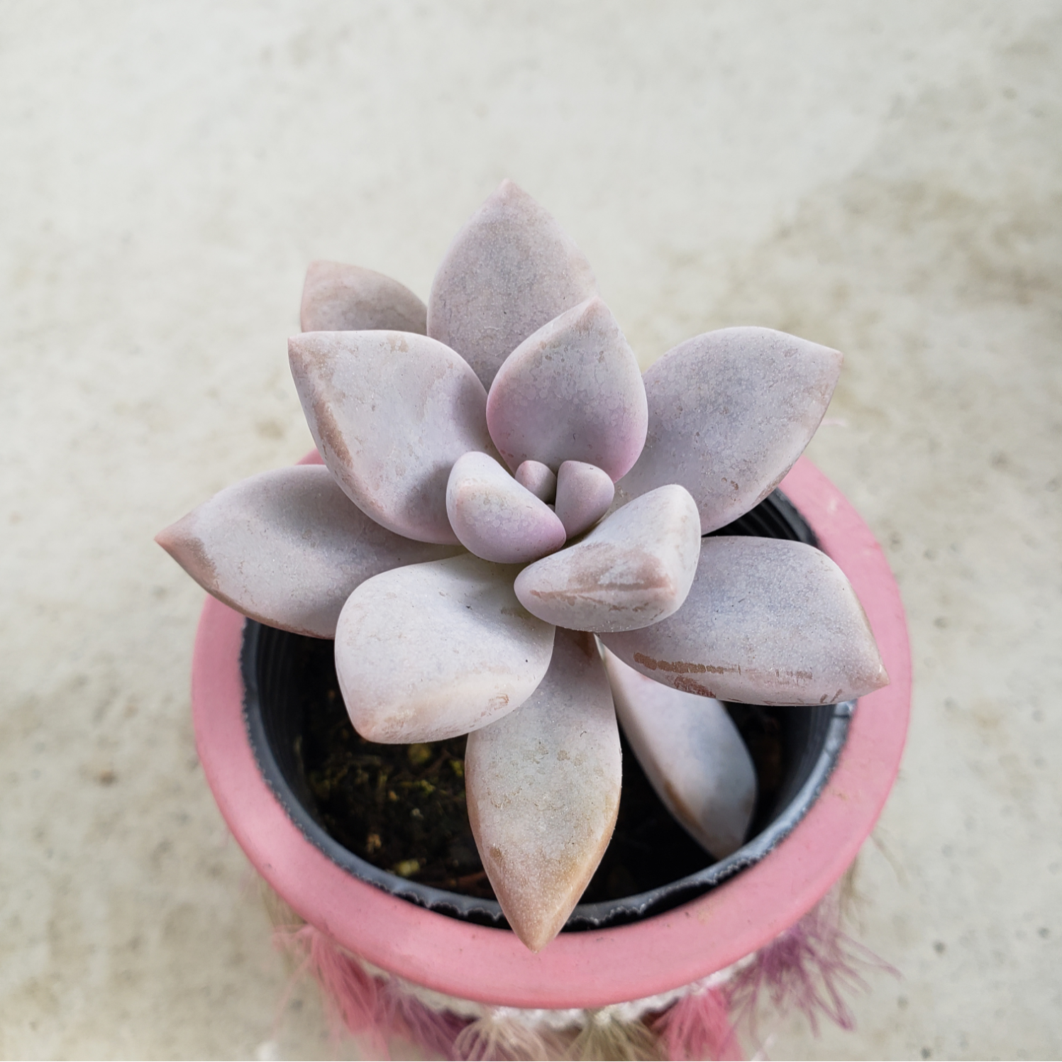 多肉植物　淡雪錦綴化 抜き苗 多肉植物 淡雪錦綴化 抜き苗