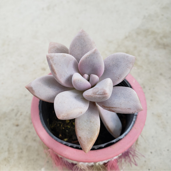 多肉植物❤淡雪❤抜き苗 その他インテリア雑貨 ✰Pan✰ 通販