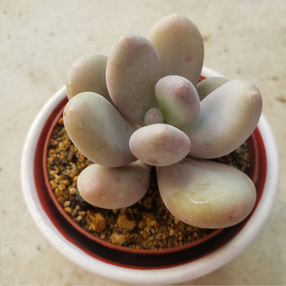 多肉植物❤星美人❤抜き苗 その他インテリア雑貨 ✰Pan✰ 通販