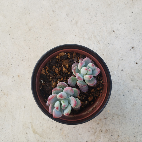 多肉植物❤コミックトム❤抜き苗 その他インテリア雑貨 ✰Pan✰ 通販