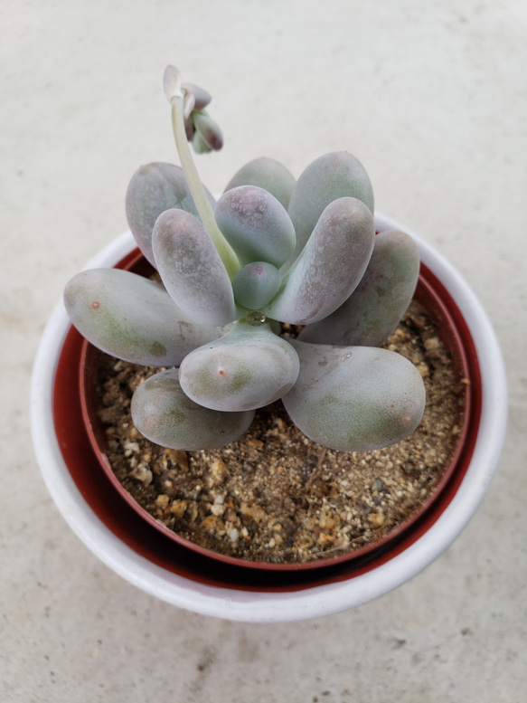 【2024新春福袋】 多肉植物❤星美人❤抜き苗 その他インテリア雑貨 ✰Pan✰ 通販 フラワー・ガーデニング
