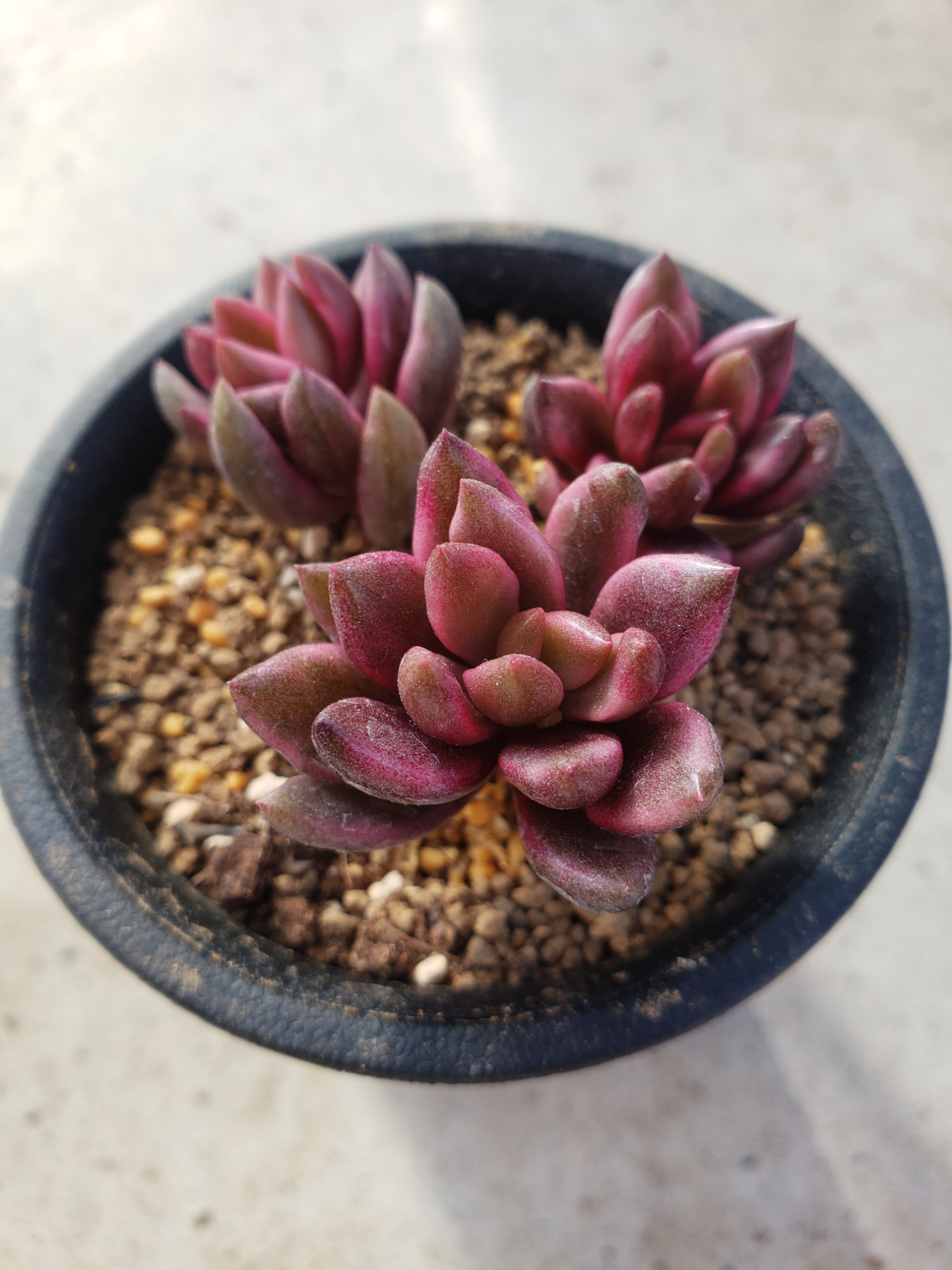 その他多肉植物 choco 多肉植物❤チョコレート錦❤微根 その他インテリア雑貨 ✰Pan