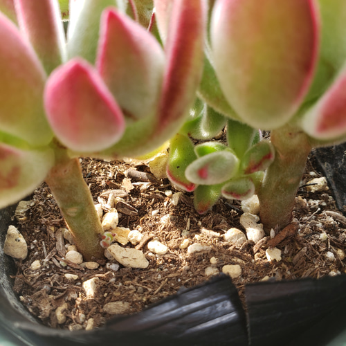 ご確認用　多肉ハムシー ご確認用 多肉ハムシー ハムシー