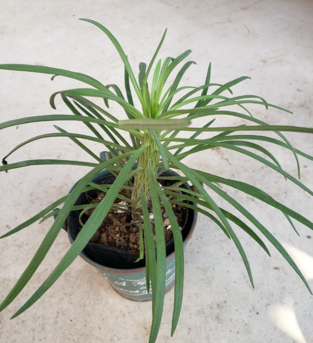観葉植物❤多肉植物❤希少❤セネシオ❤クレイニア❤抜き苗 その他 