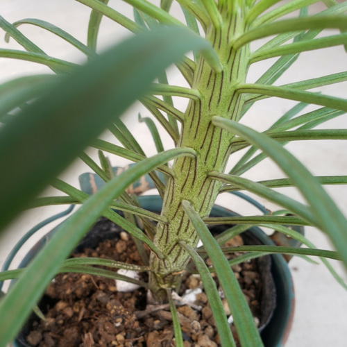 観葉植物❤多肉植物❤希少❤セネシオ❤クレイニア❤抜き苗 その他 