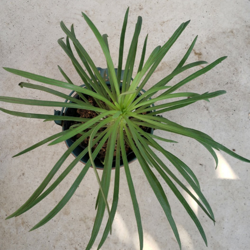 観葉植物❤多肉植物❤希少❤セネシオ❤クレイニア❤抜き苗 その他 