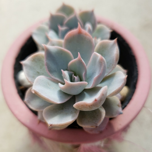 多肉植物 サブセシリス 3株抜き苗エケベリア