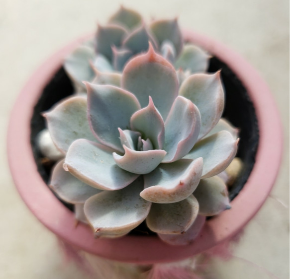 多肉植物　サブセシリス　C 多肉植物 サブセシリス C 【公式通販】