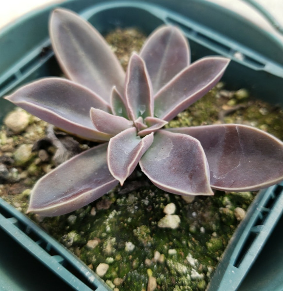 多肉植物❤レア❤黒蝶❤抜き苗 その他インテリア雑貨 ✰Pan✰ 通販 