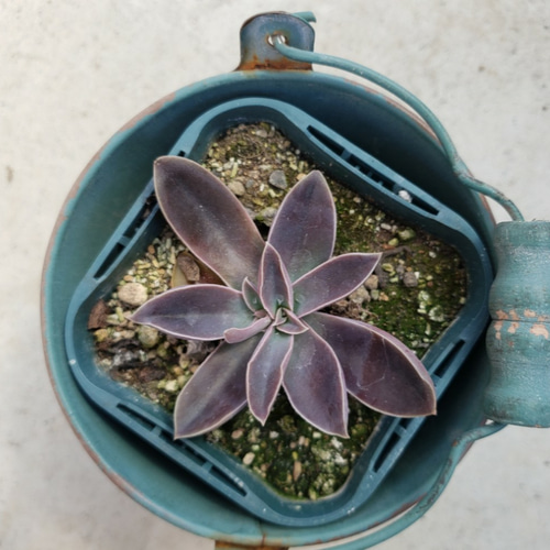 多肉植物❤レア❤黒蝶❤抜き苗 その他インテリア雑貨 ✰Pan✰ 通販 