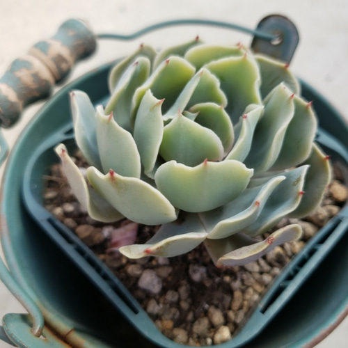 多肉植物❤ブルーフリルズ❤抜き苗 その他インテリア雑貨 ✰Pan✰ 通販 