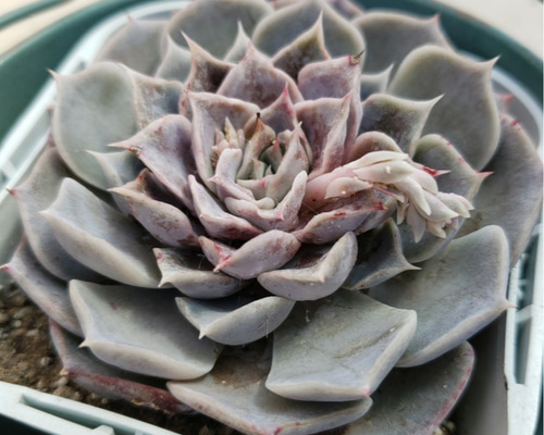 多肉植物　ターリー　古株抜き苗 多肉植物 スノージェイド 木立大きめ抜き苗 古株 - メルカリ